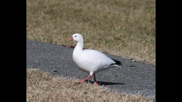 Ross's Goose - ML631051912
