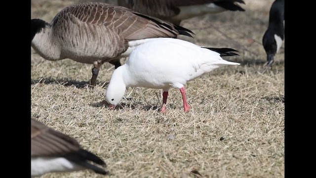 Ross's Goose - ML631051915