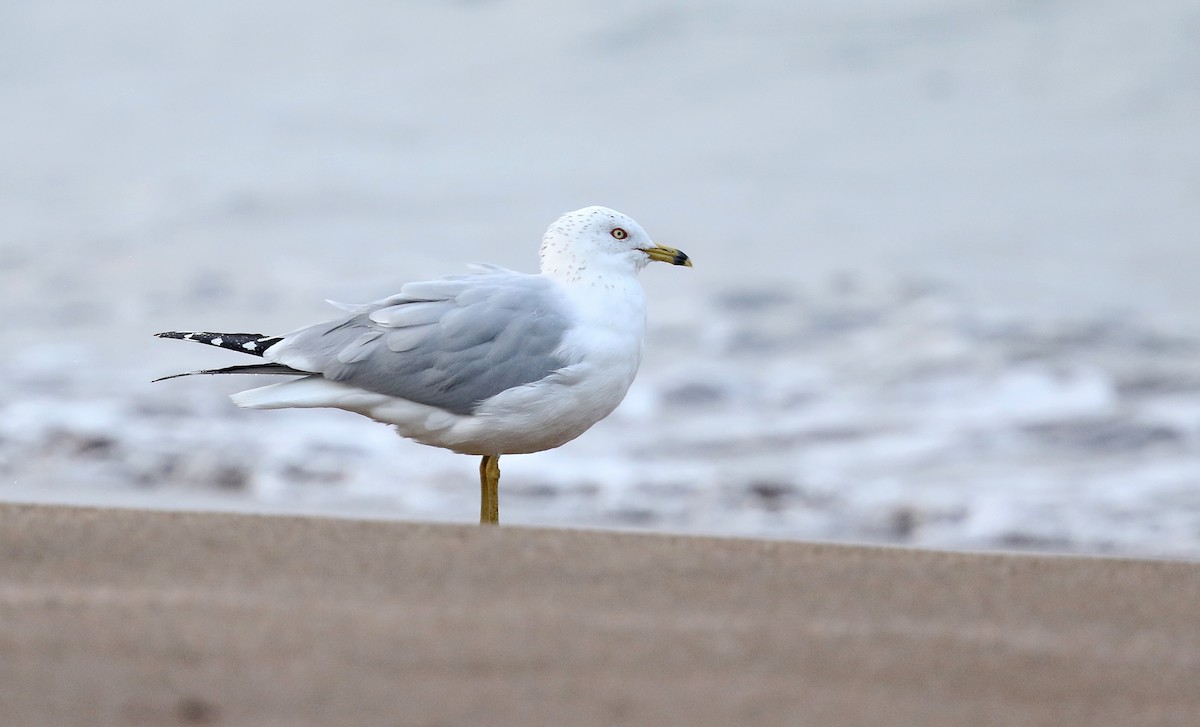 Ring-billed Gull - ML631051920