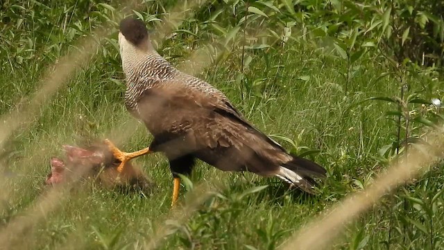 Crested Caracara (Southern) - ML631052334