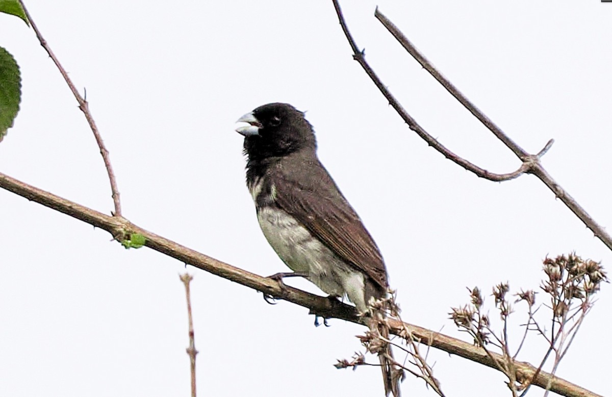 Yellow-bellied Seedeater - ML631052436