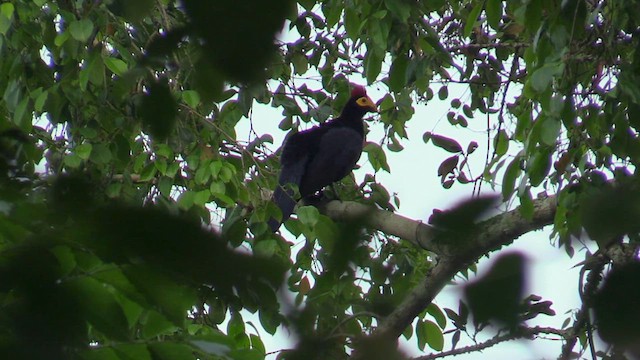 Ross's Turaco - ML631052457
