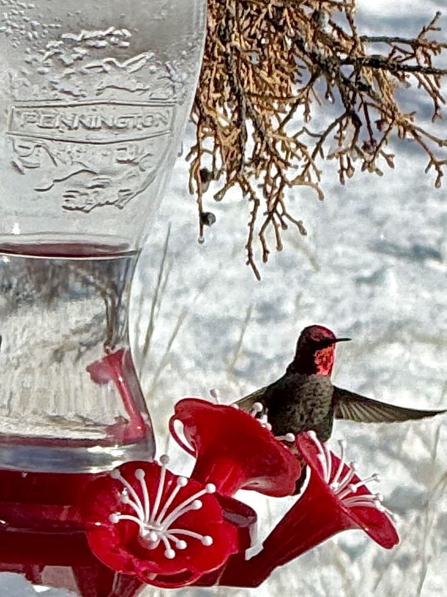 Anna's Hummingbird - ML631052576