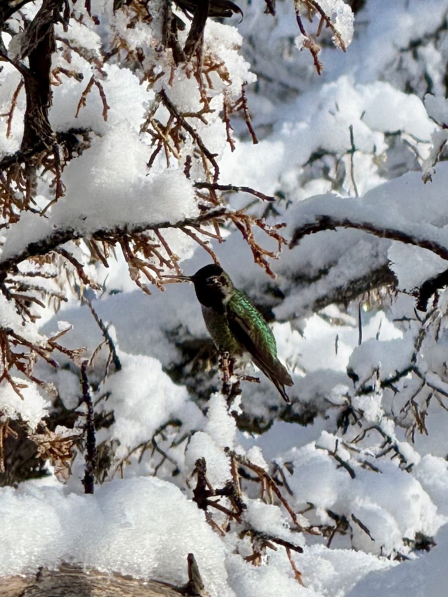 Anna's Hummingbird - ML631052577
