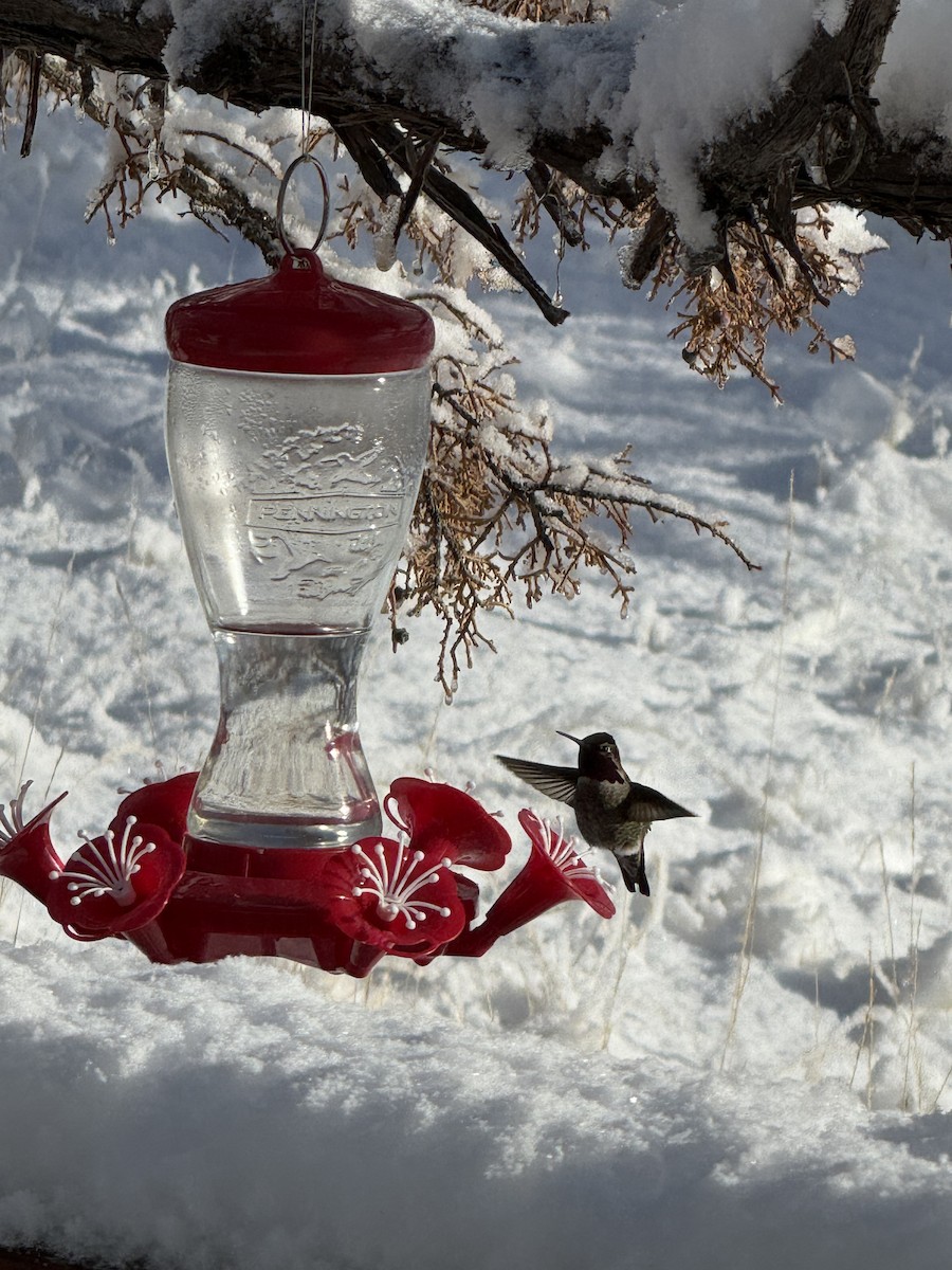 Anna's Hummingbird - ML631052578