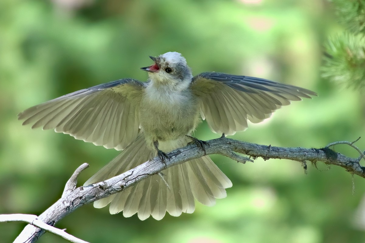 Canada Jay - ML631052587