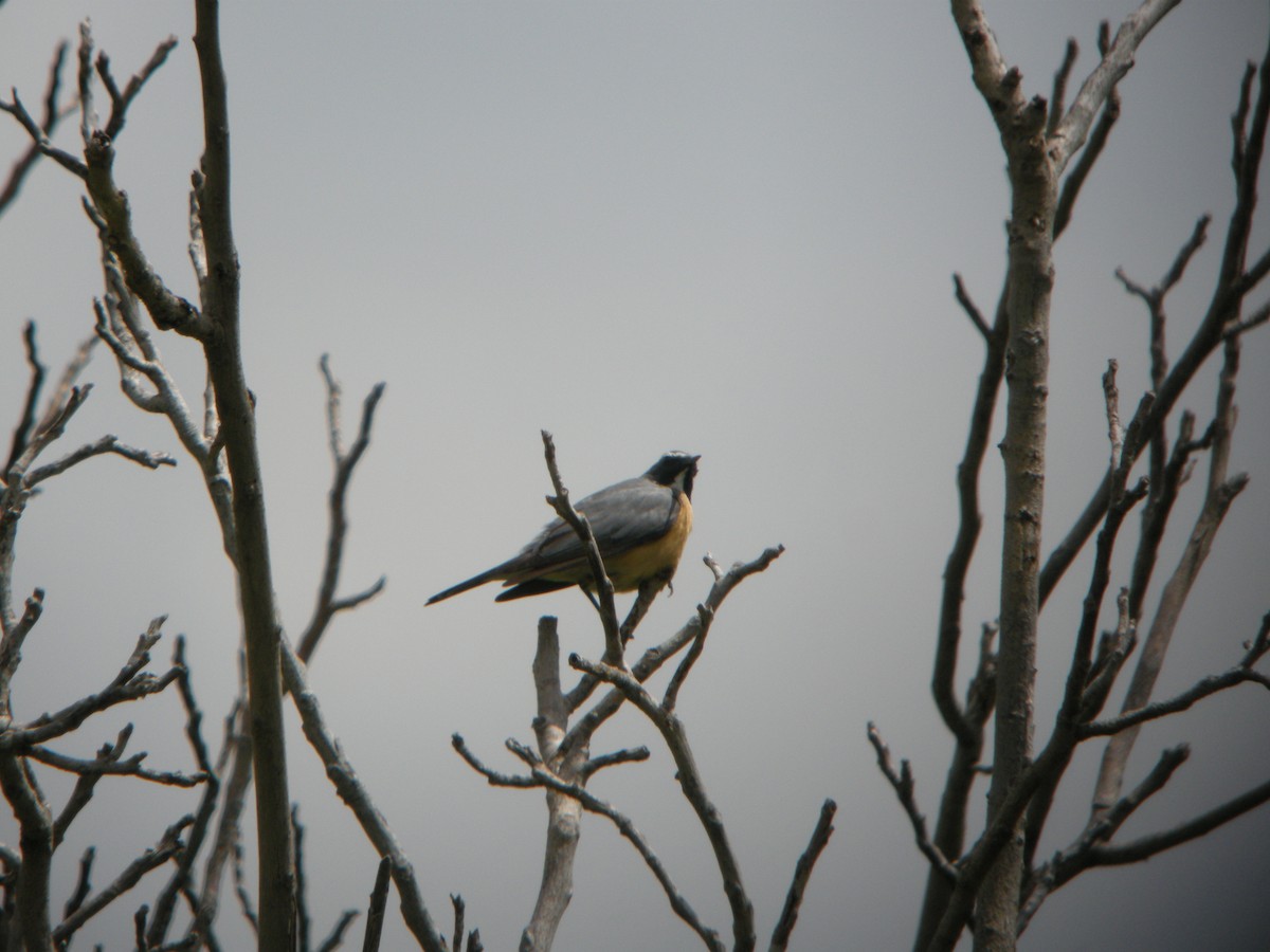 White-throated Robin - ML631052626