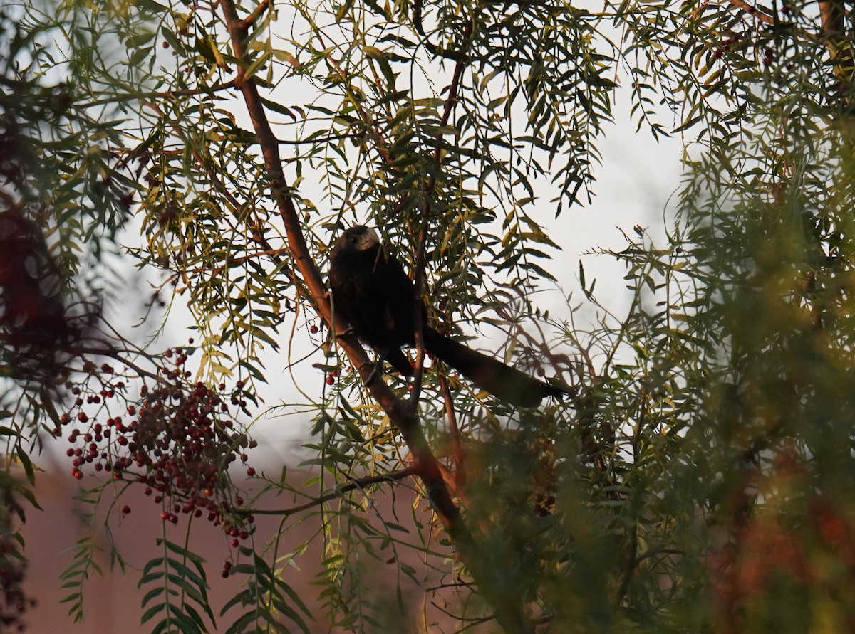 Groove-billed Ani - ML631052690