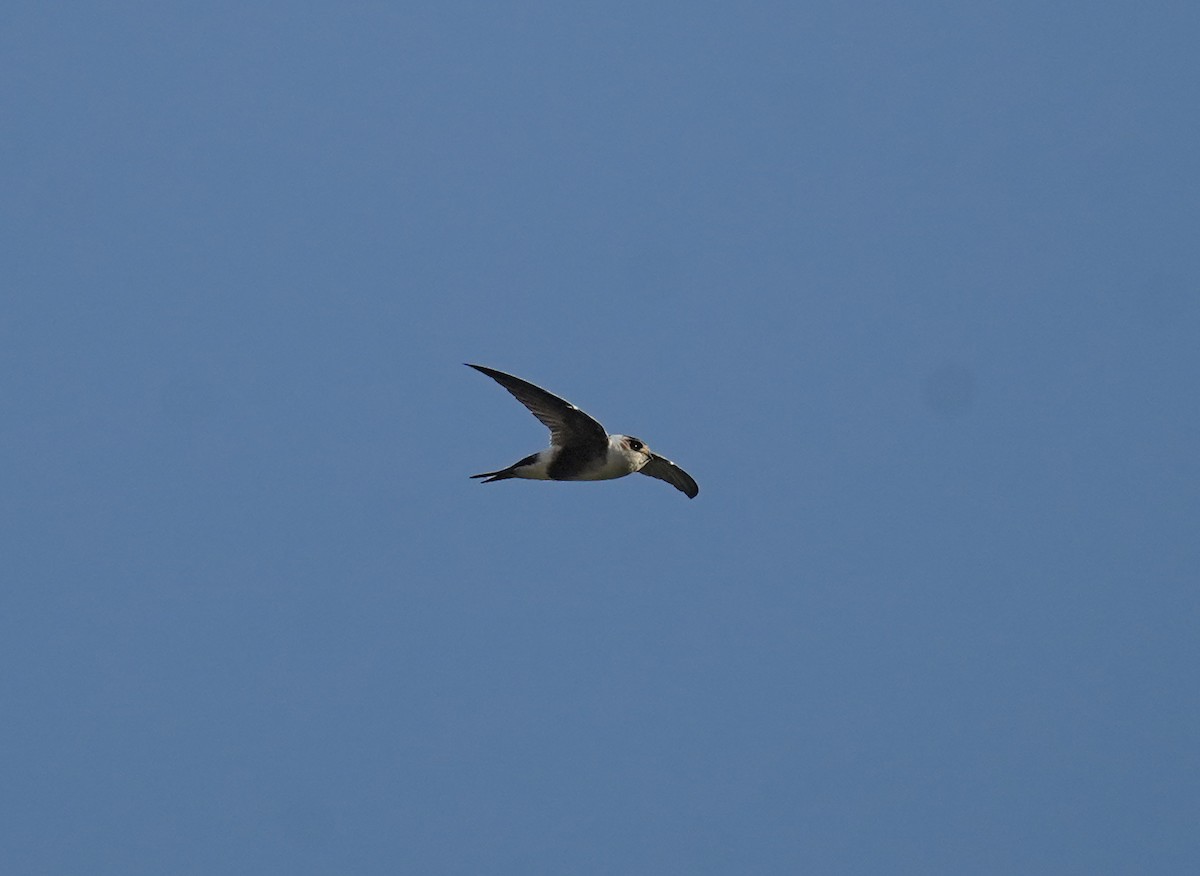 Andean Swift - ML631052699