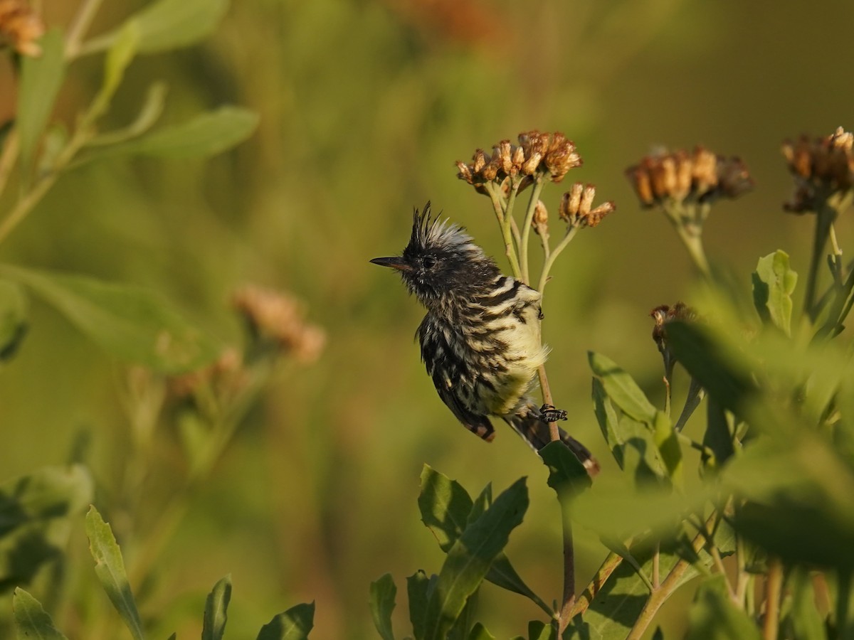 Pied-crested Tit-Tyrant - ML631052710