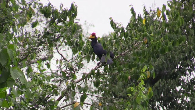 Ross's Turaco - ML631052755