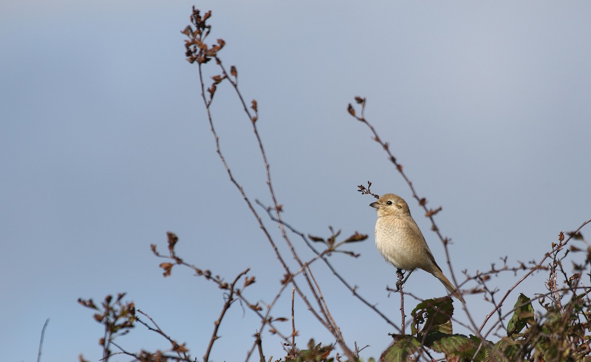 Red-tailed/Isabelline Shrike - ML631052828