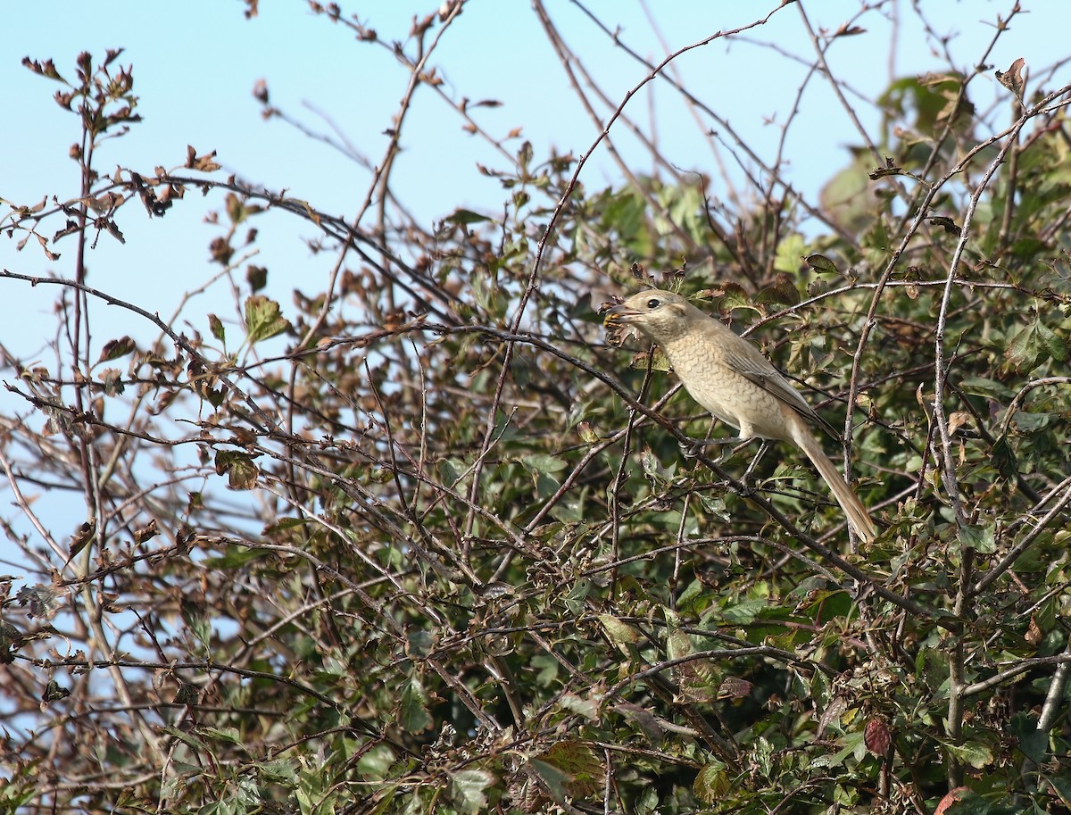 Red-tailed/Isabelline Shrike - ML631052834