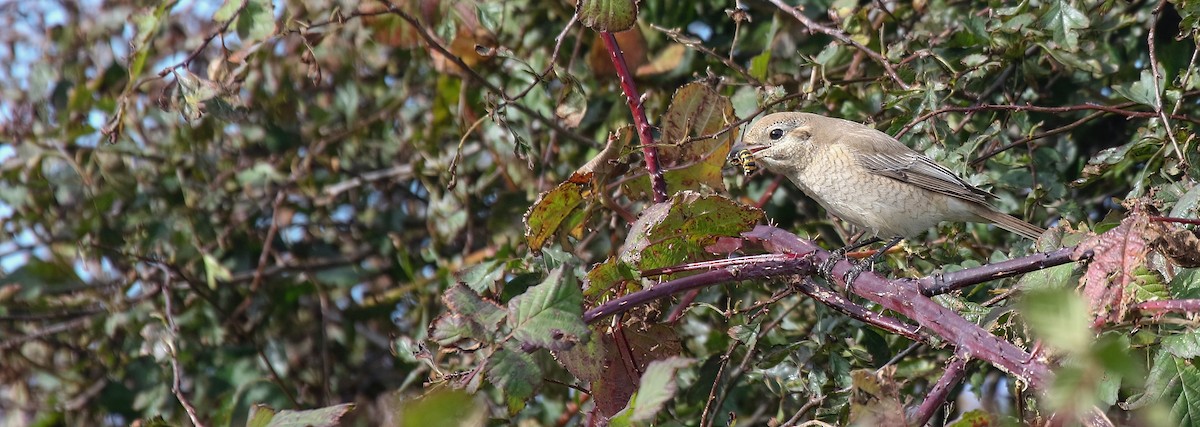 Red-tailed/Isabelline Shrike - ML631052841