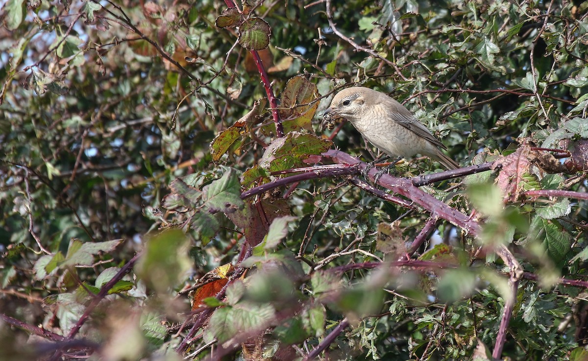 Red-tailed/Isabelline Shrike - ML631052847