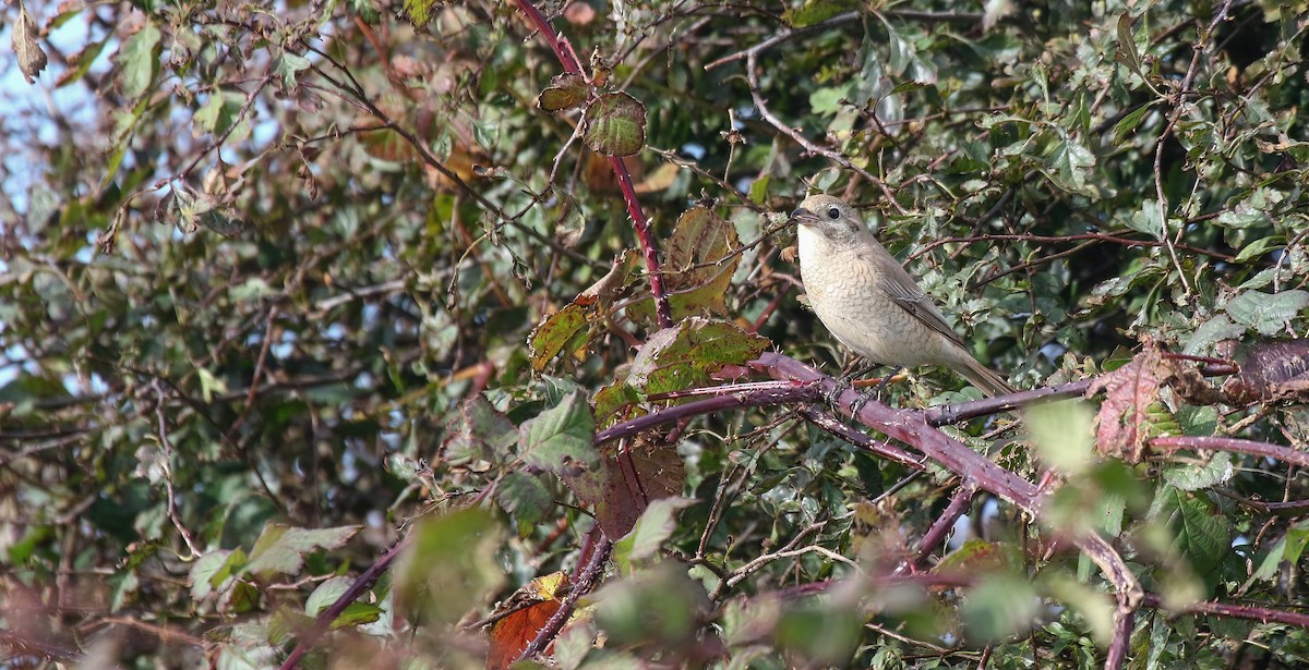 Red-tailed/Isabelline Shrike - ML631052859