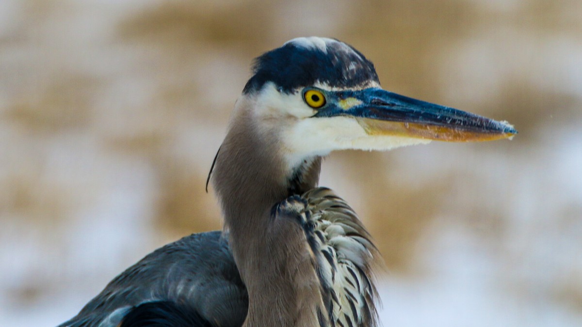 Great Blue Heron - ML631053063