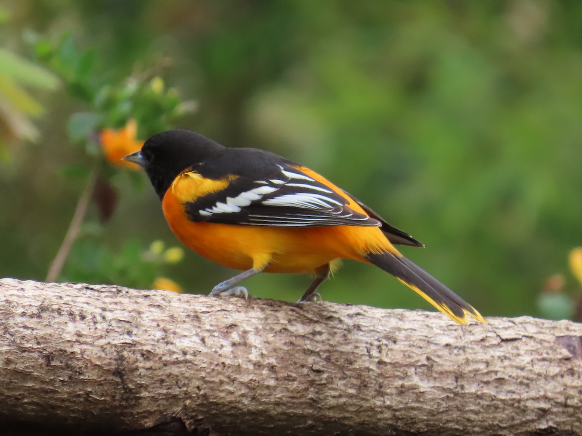 Baltimore Oriole - ML631053418