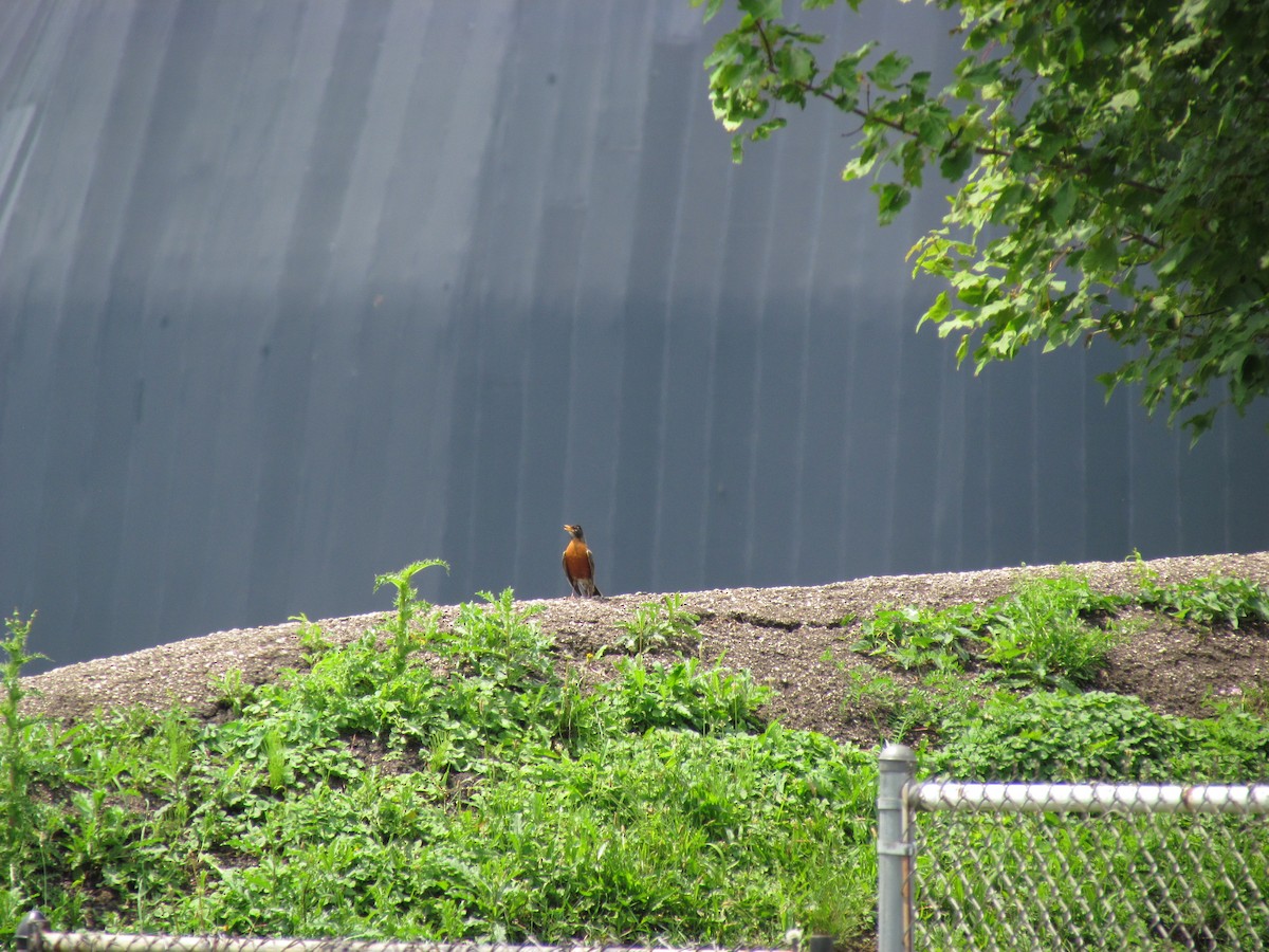 American Robin - ML63105401