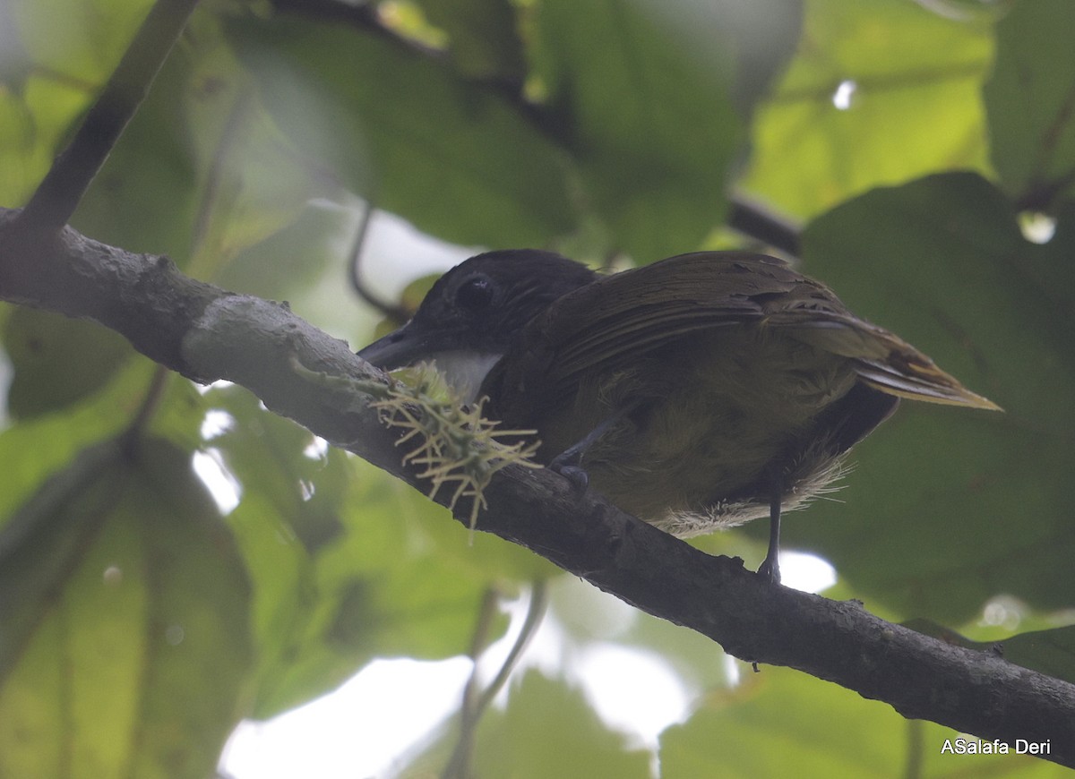 Red-tailed Greenbul - ML631054068
