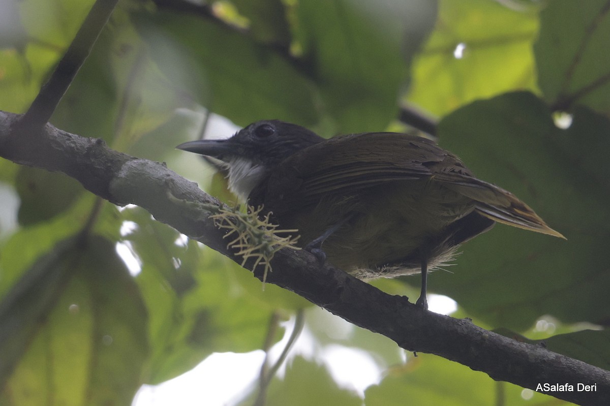 Red-tailed Greenbul - ML631054069