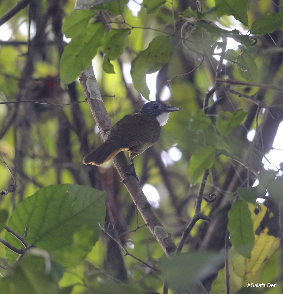 Red-tailed Greenbul - ML631054071