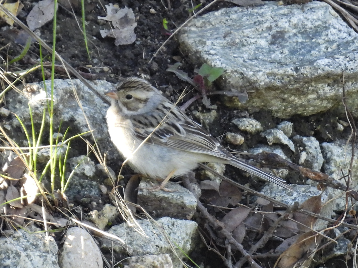 Clay-colored Sparrow - ML631054397