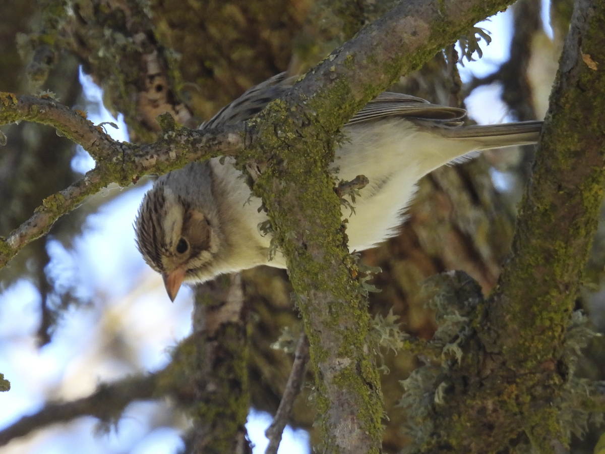 Clay-colored Sparrow - ML631054399