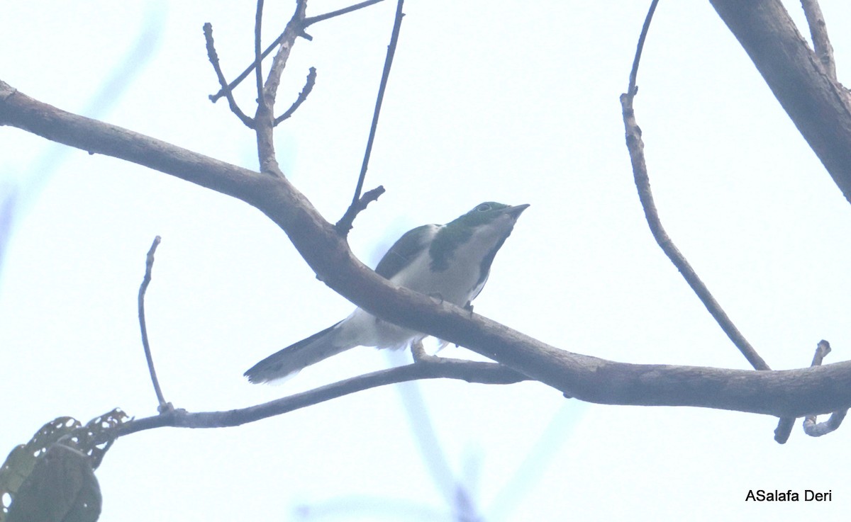 Klaas's Cuckoo - ML631054425