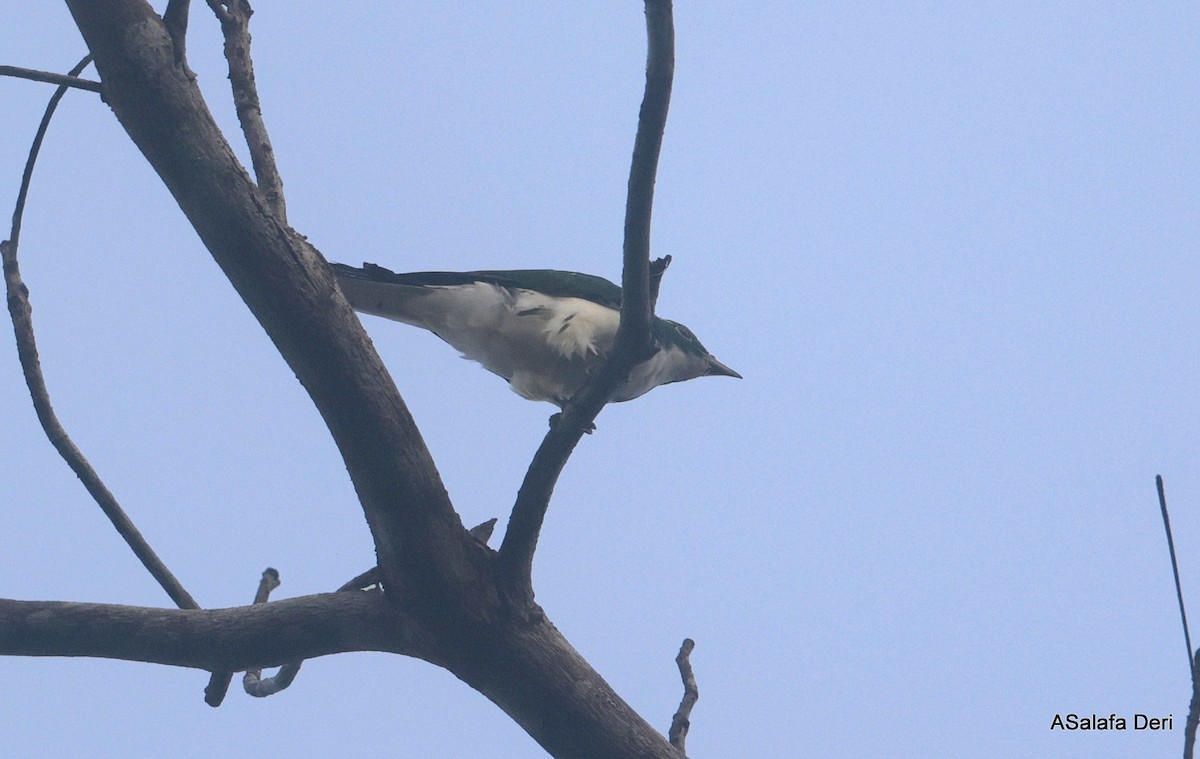Klaas's Cuckoo - ML631054427