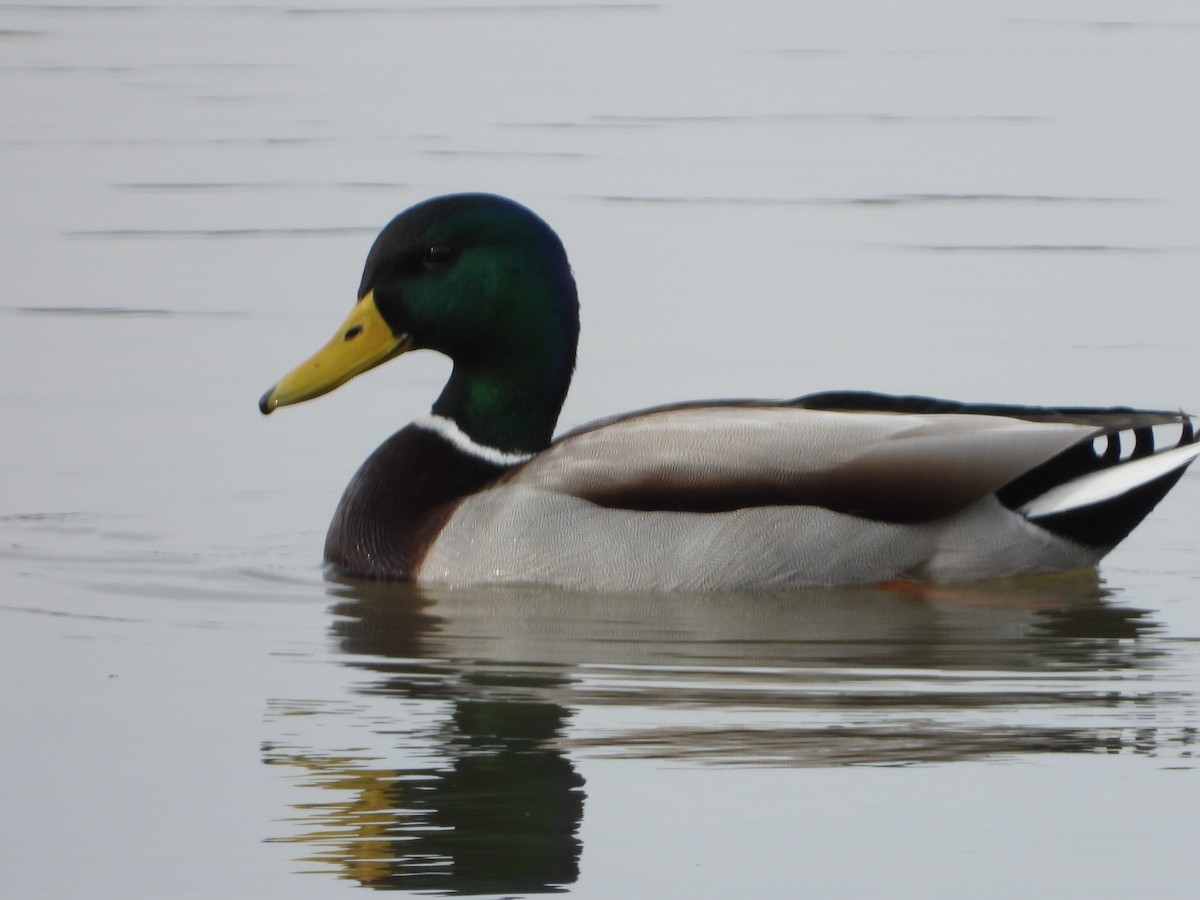 Mallard - ML631054434