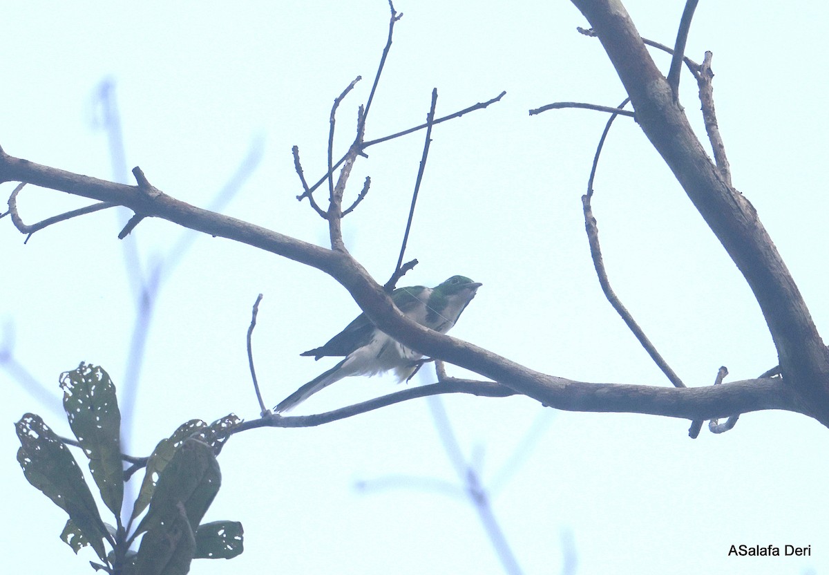 Klaas's Cuckoo - ML631054435
