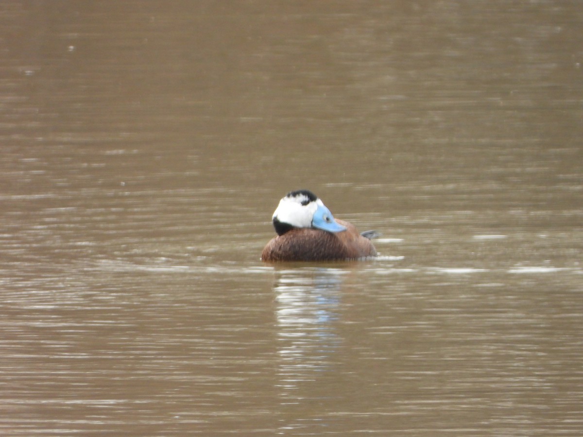 White-headed Duck - ML631054437