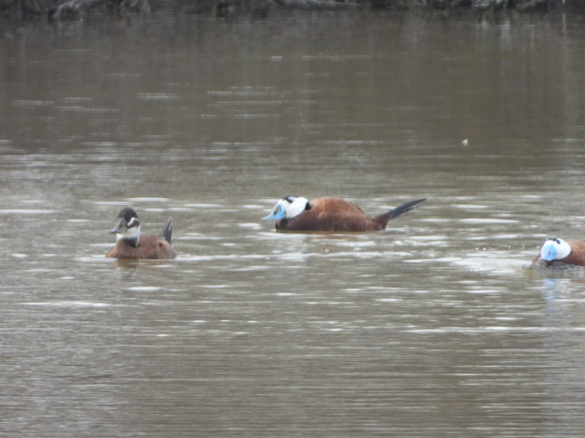 White-headed Duck - ML631054439
