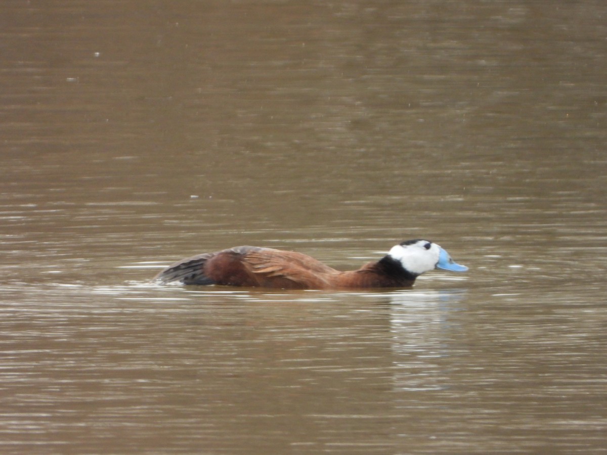 White-headed Duck - ML631054440