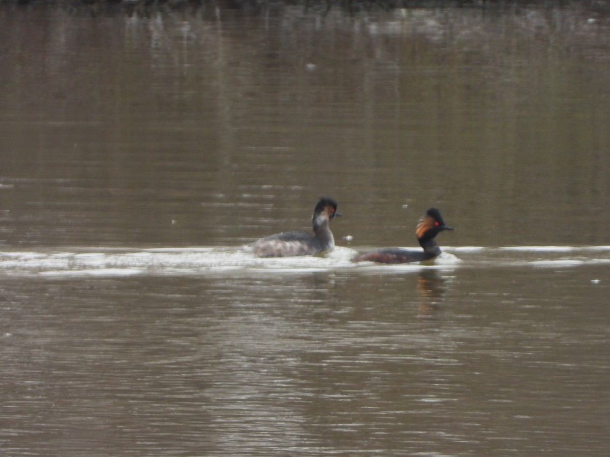 Eared Grebe - ML631054444