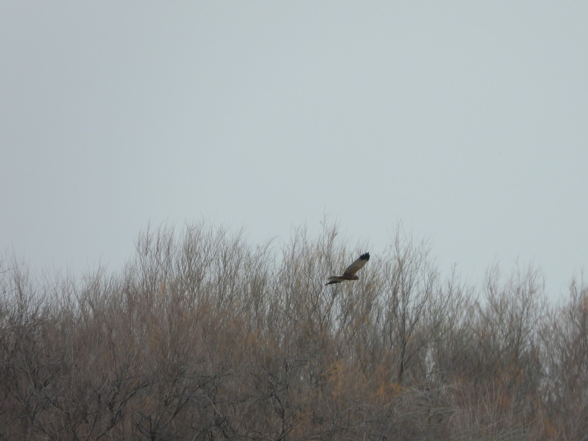 Western Marsh Harrier - ML631054452