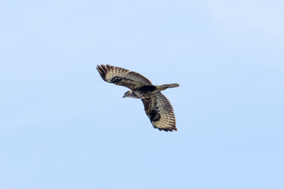 Buse variable - ML631054464