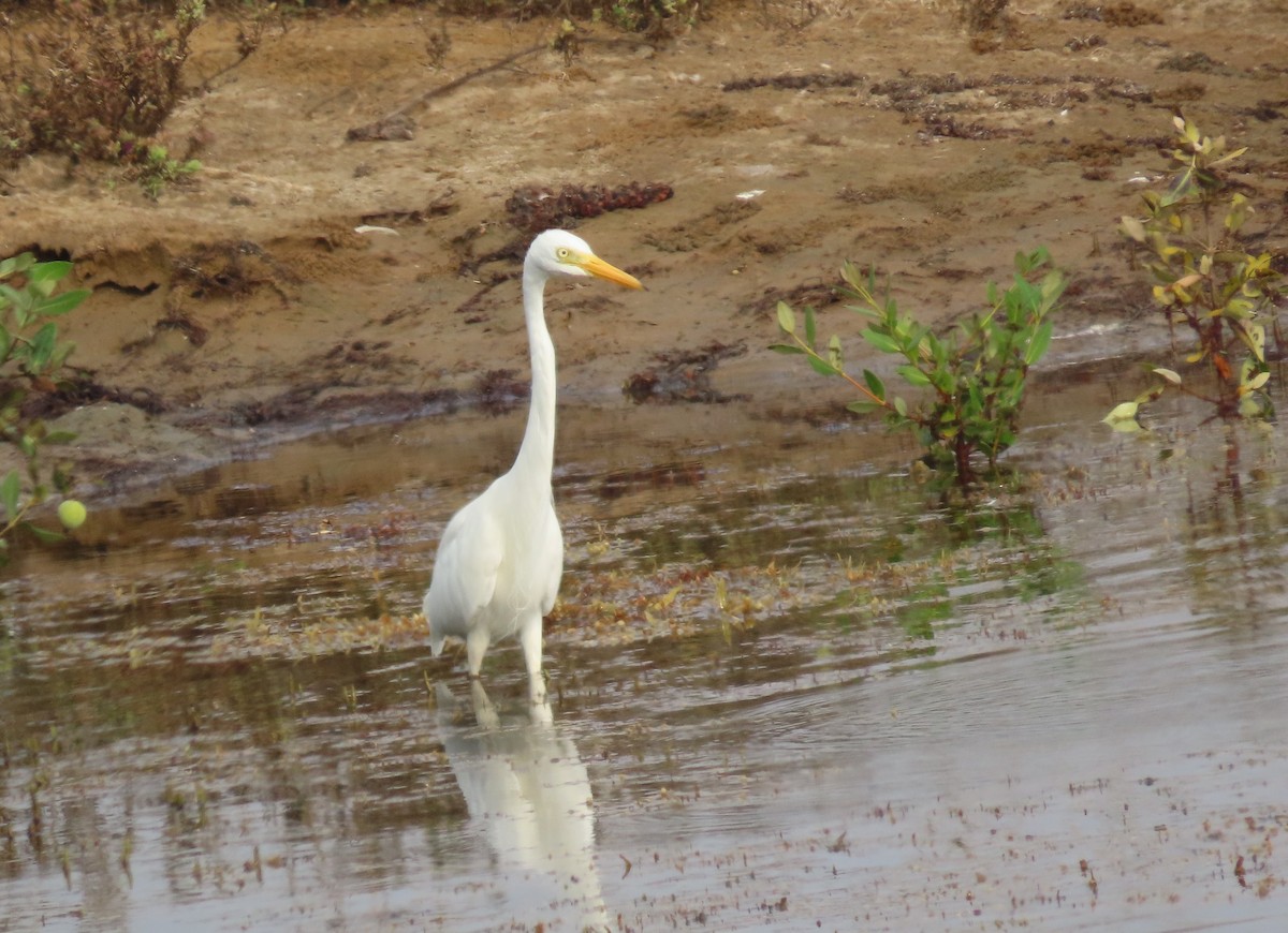 Yellow-billed/Medium Egret - ML631054641