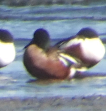 Cinnamon Teal x Northern Shoveler (hybrid) - ML631054665
