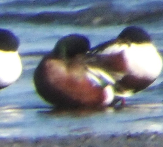 Cinnamon Teal x Northern Shoveler (hybrid) - ML631054666