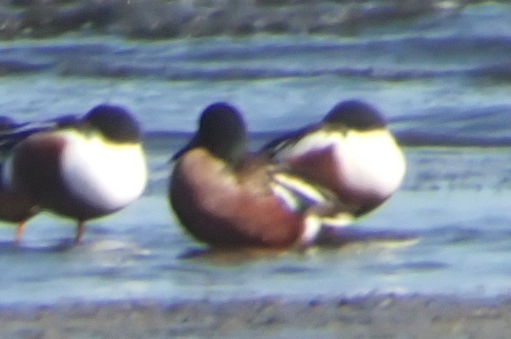 Cinnamon Teal x Northern Shoveler (hybrid) - ML631054667