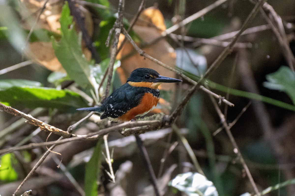 American Pygmy Kingfisher - ML631054901