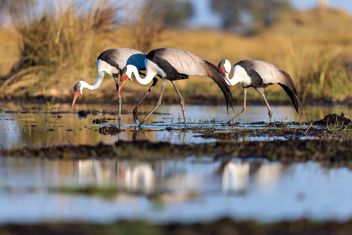 Wattled Crane - ML631054962