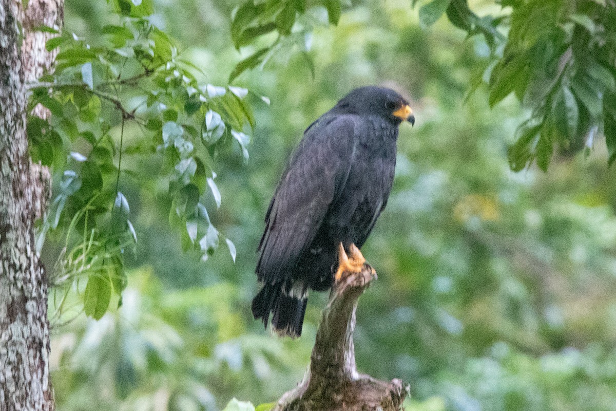 Common Black Hawk - ML631054970