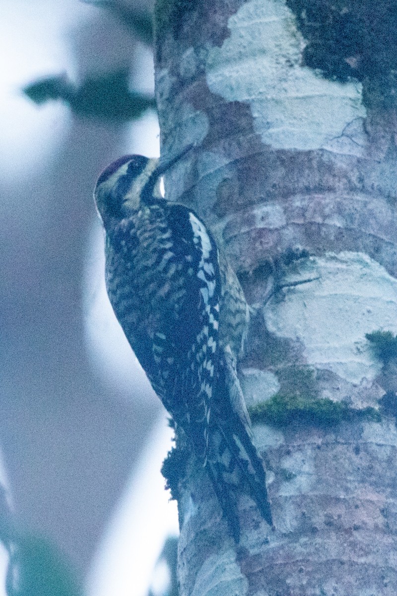 Yellow-bellied Sapsucker - ML631054978