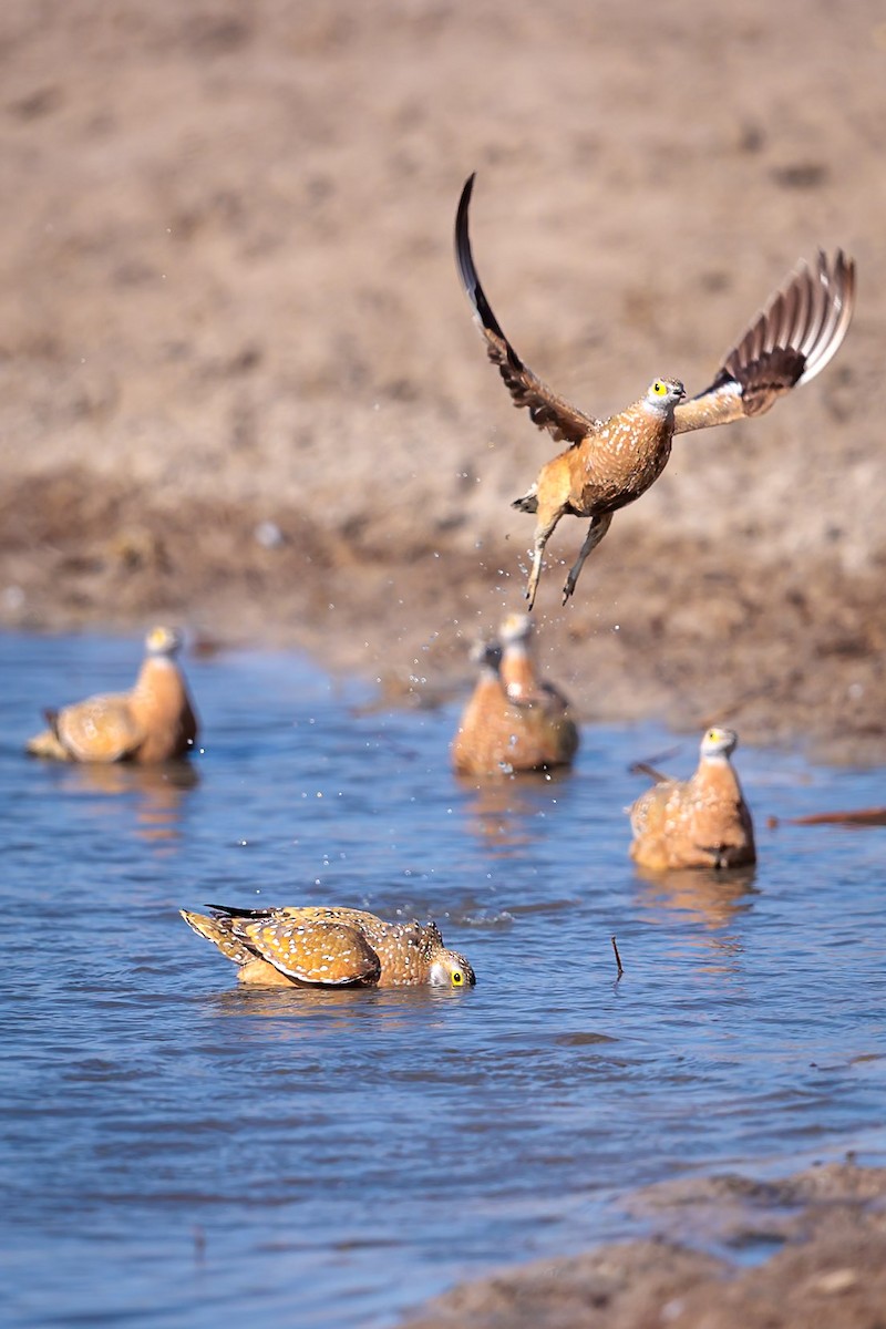 Burchell's Sandgrouse - ML631054994