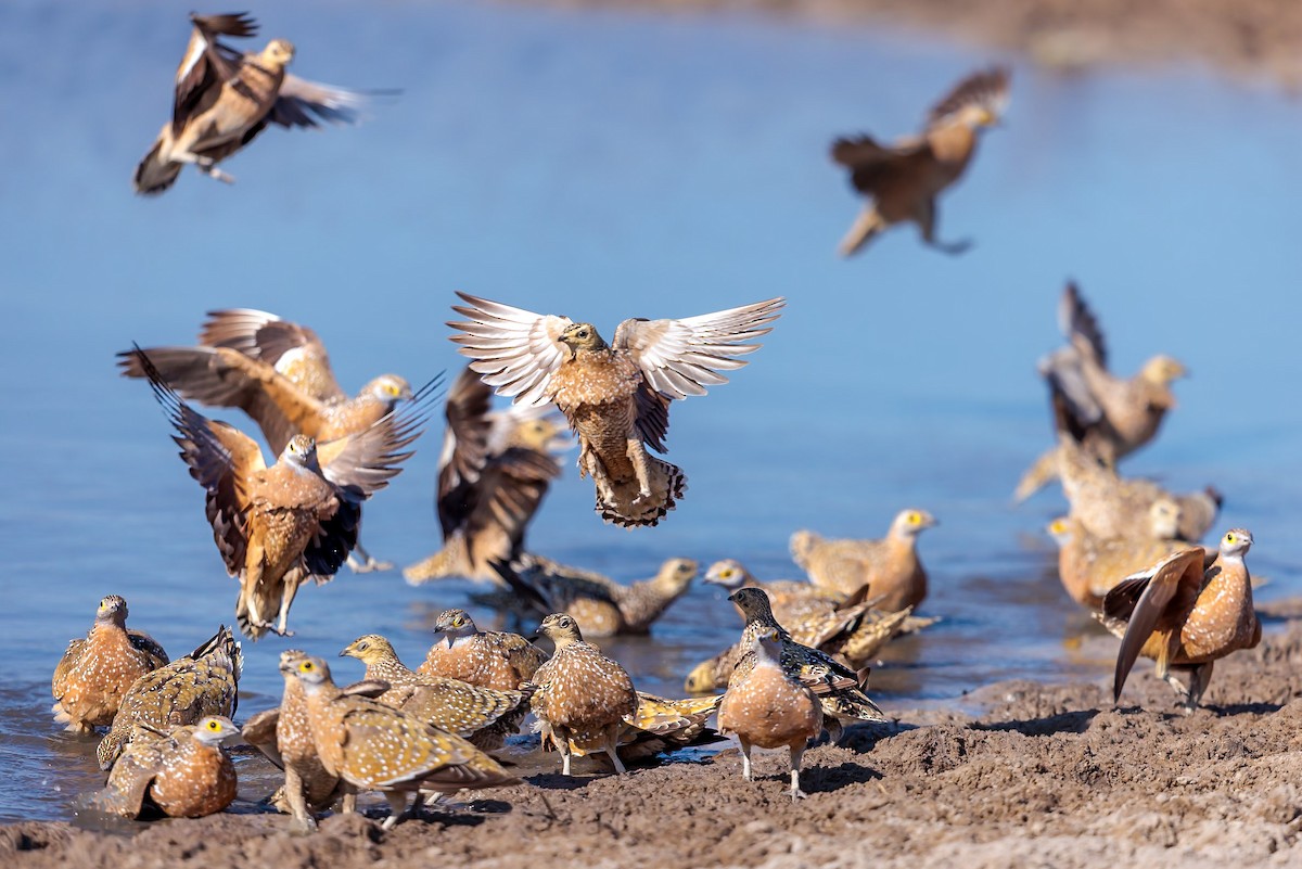 Burchell's Sandgrouse - ML631054995