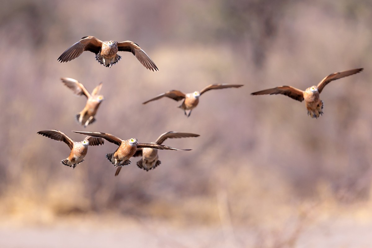 Burchell's Sandgrouse - ML631054996