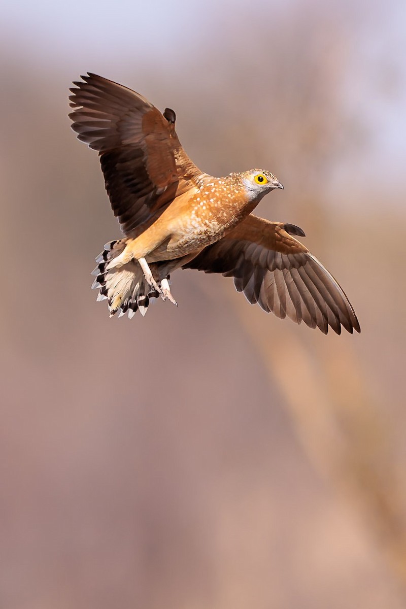 Burchell's Sandgrouse - ML631054997